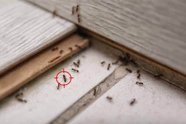 Best Flea Control Services  in North Webster, IN